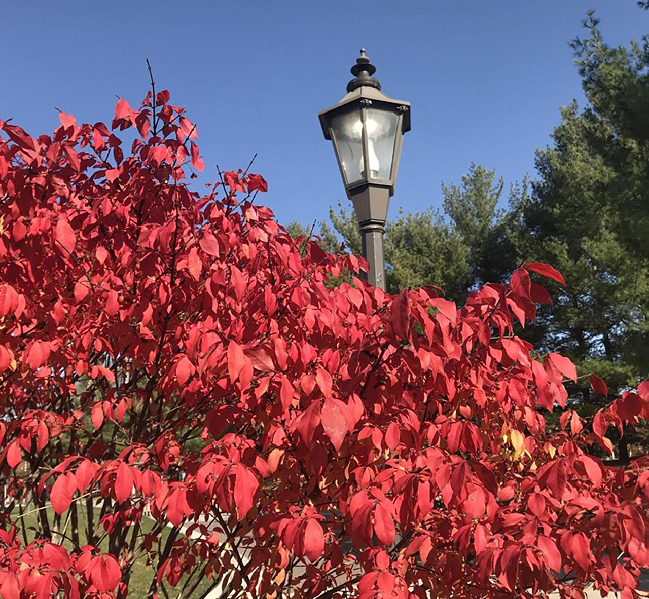 Fall leaves on UNI campus.